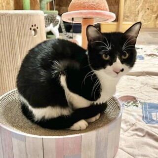 猫初心者向け　甘えん坊はちわれ♂７か月