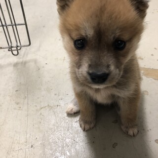 緊急！沢山の子犬が収容されています！