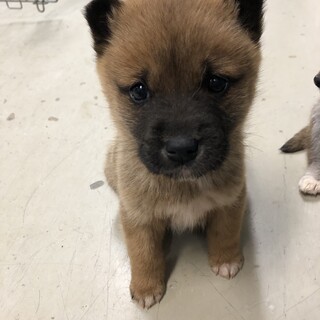 緊急！沢山の子犬が収容されています！