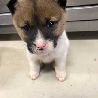 緊急！沢山の子犬が収容されています！