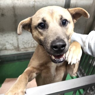 ２６日期限！元飼い犬、人馴れ抜群