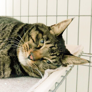 SOS！2月上旬期限　甘えん坊キジトラおもち君