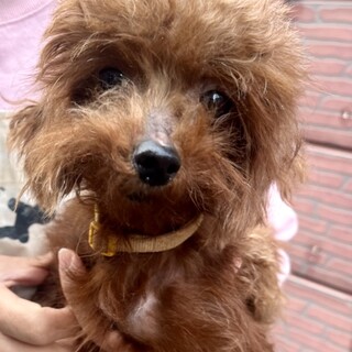 23-M346 お利口プードル君♪