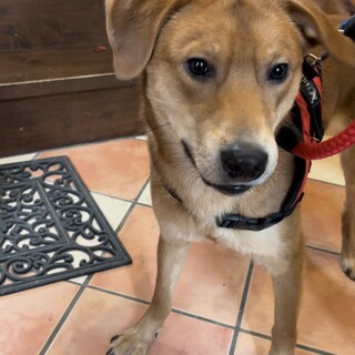 たれ耳がキュート！人が大好き「サリー」くん☆