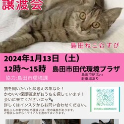 ネコの譲渡会IN島田