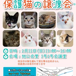 保護猫の譲渡会（横浜市旭区）