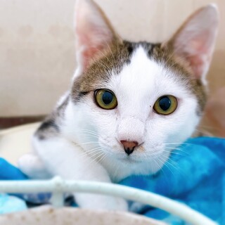 推定2023年7月生 キジ白♂ ジェロニモくん♡