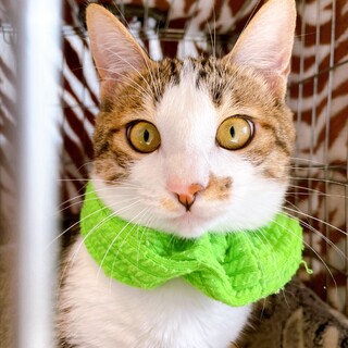 推定2023年7月生まれ♂キジ白 アルベルトくん♡