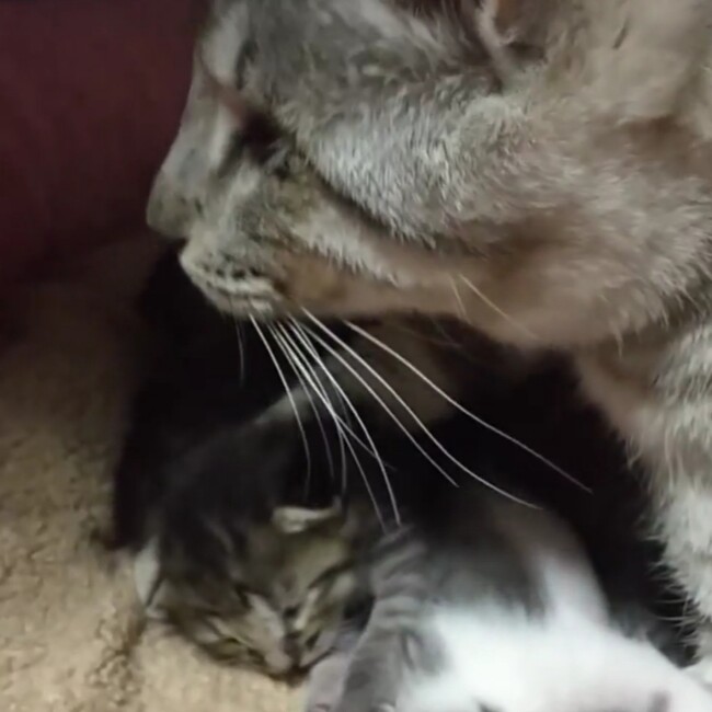 NPO法人犬ねこみらいサポートのカバー写真