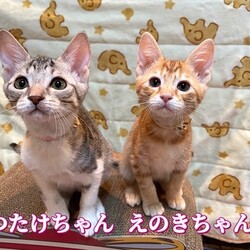 待ちねこ譲渡会　子猫３０匹参加します！