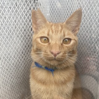 ウェイド（マイ・エレメント兄妹）