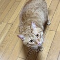 オレンジ猫ちゃん♡