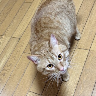 オレンジ猫ちゃん♡