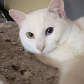 3兄妹⭐︎瞳が特徴的⭐︎1番小さなソノコちゃん