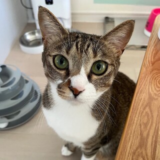 7/14高田馬場★アンくん★撫でるとゴロゴロ