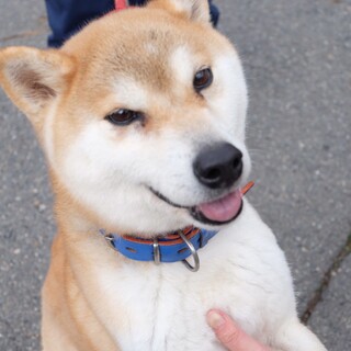 元気ハツラツ、柴犬のかざりちゃん