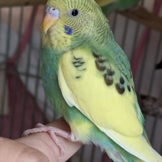 《家族決定》R5年11月生まれのインコ【かぼす】