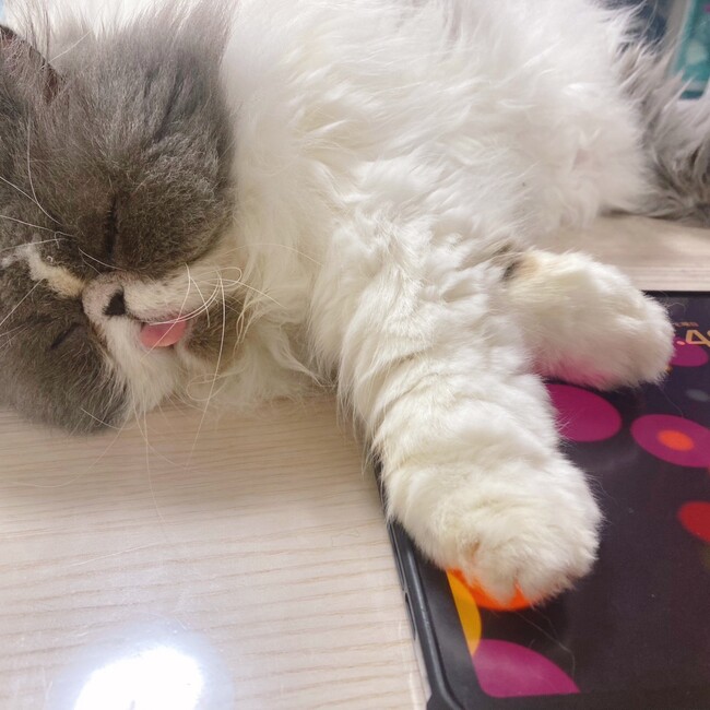 marckのカバー写真