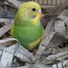 《家族決定》R5年11月生まれの保護インコ【ゆず】 サムネイル2