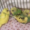 《家族決定》R5年11月生まれの保護インコ【ゆず】 サムネイル4