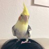 あい