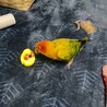 りあむ