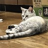 生後3ヶ月くらいのサバトラ サムネイル2