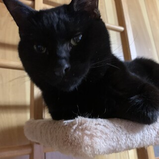 元気いっぱいの黒猫くん