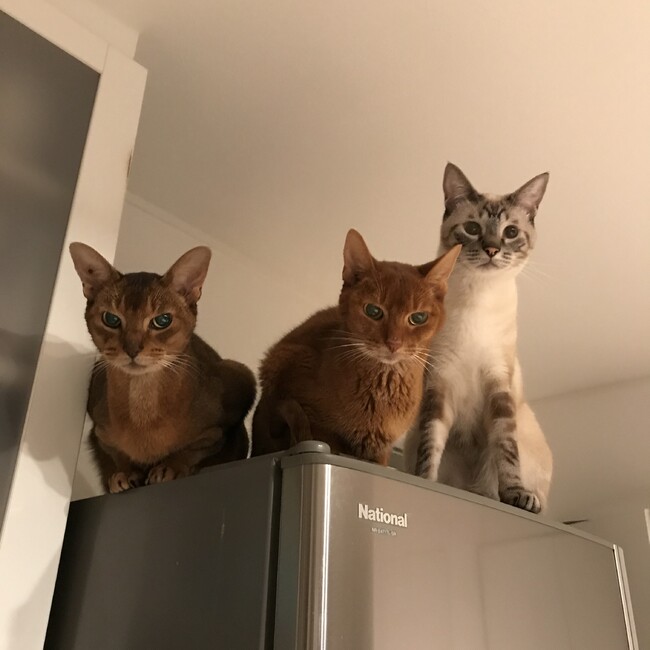 SESAのカバー写真