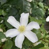 SESA