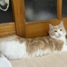 メインクーン×ラグドール　大きな猫が好きな方 サムネイル2