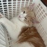メインクーン×ラグドール　大きな猫が好きな方 サムネイル3