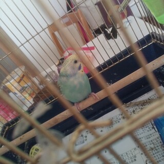 【交渉中】セキセイインコ　性別不明　生後2ヶ月