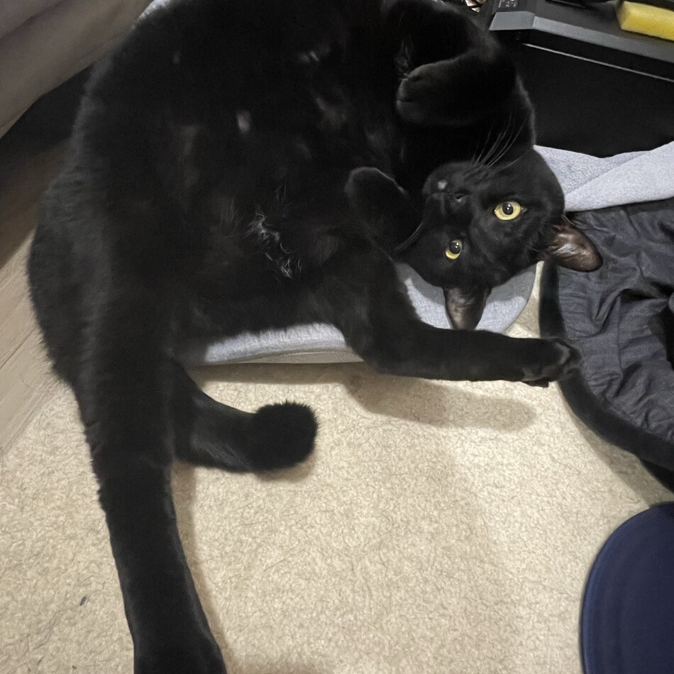 松織(まつり)のカバー写真