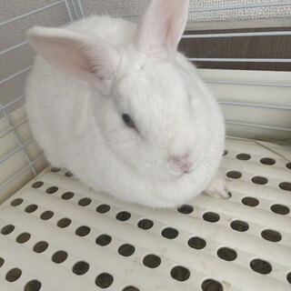 ミニウサギ　ホワイト２歳