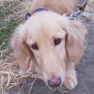 ミニチュアダックス9歳里親募集