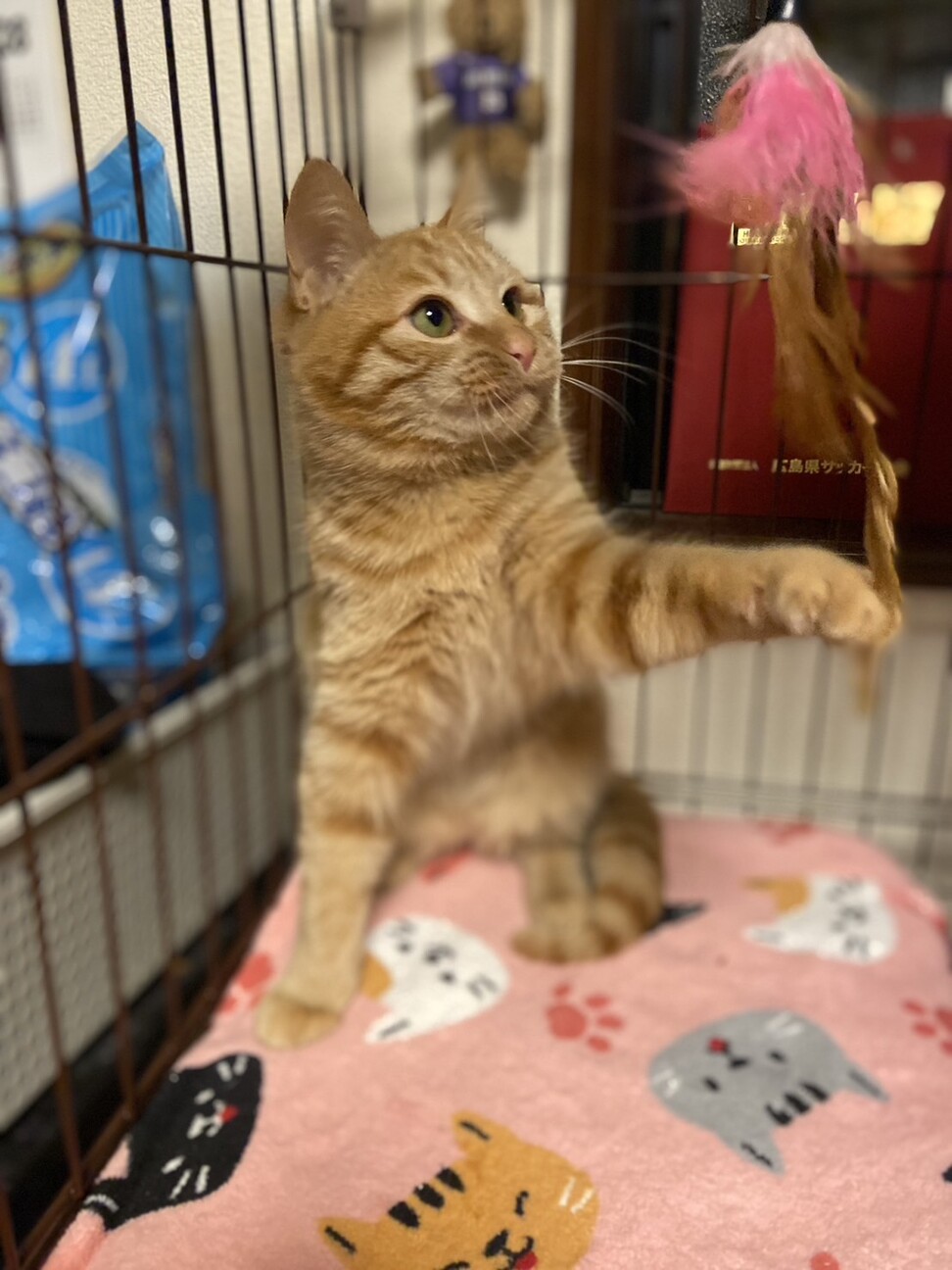 ふわふわちゃとら子猫 サムネイル2