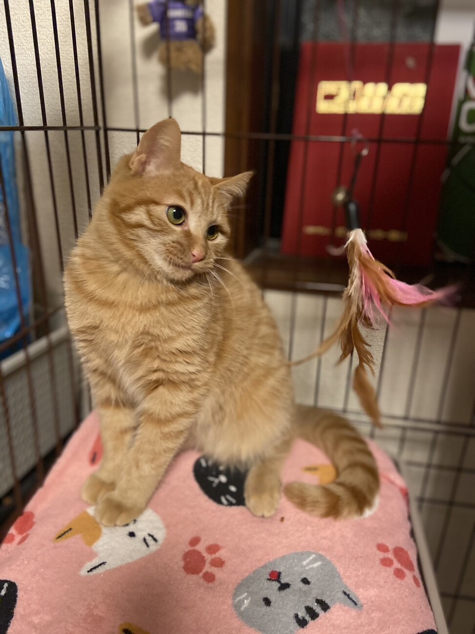 ふわふわちゃとら子猫 サムネイル3