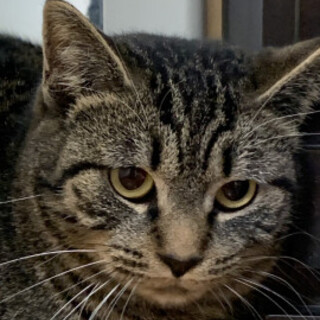 少しビビリキジトラすみれちゃん♀約2歳