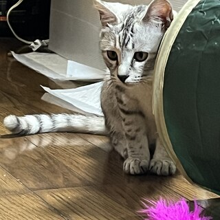 猫じゃらし大好きな女の子‼️