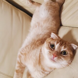 スコティッシュフォールドの甘えん坊女の子