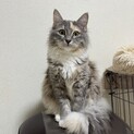 メインクーン × ラグドール　長毛種