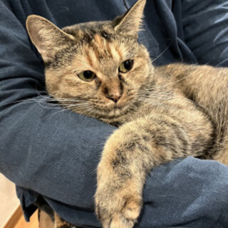 可愛いサビ猫女子コハルちゃん♀3歳