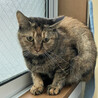 可愛いサビ猫女子コハルちゃん♀3歳 サムネイル5