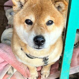 21-M912　めっちゃ良い子です！！