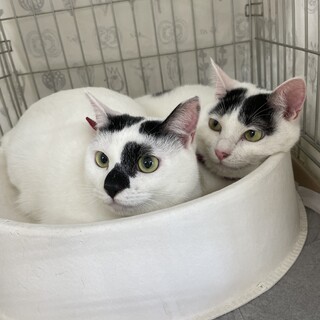 [お見合い歓迎]ファミちゃん、リアちゃん