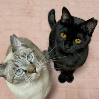 [1/13譲渡会参加]こりん♡ここあ