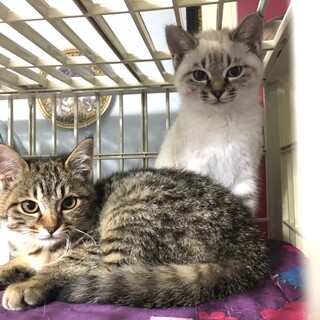 クリスとキジトラのミルキー姉妹