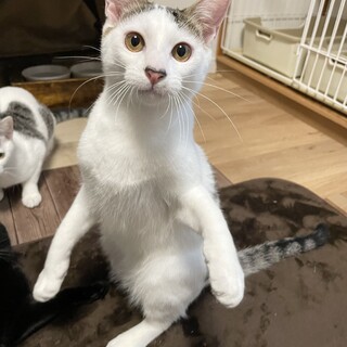 ＊募集一時停止中　甘えん坊の膝のりBOY 9ヶ月