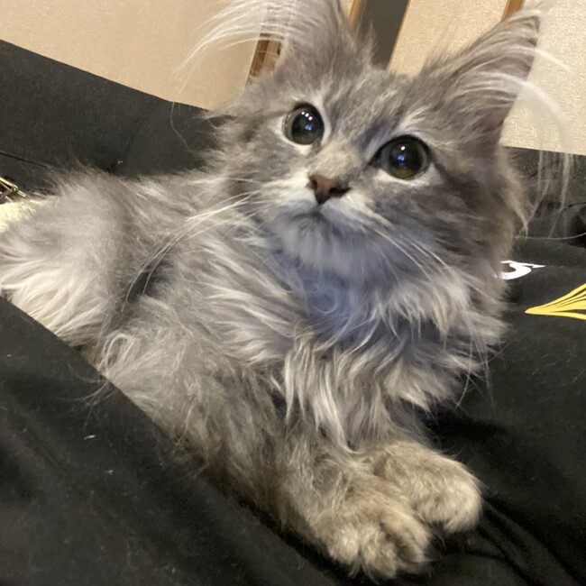 fnyr26のカバー写真